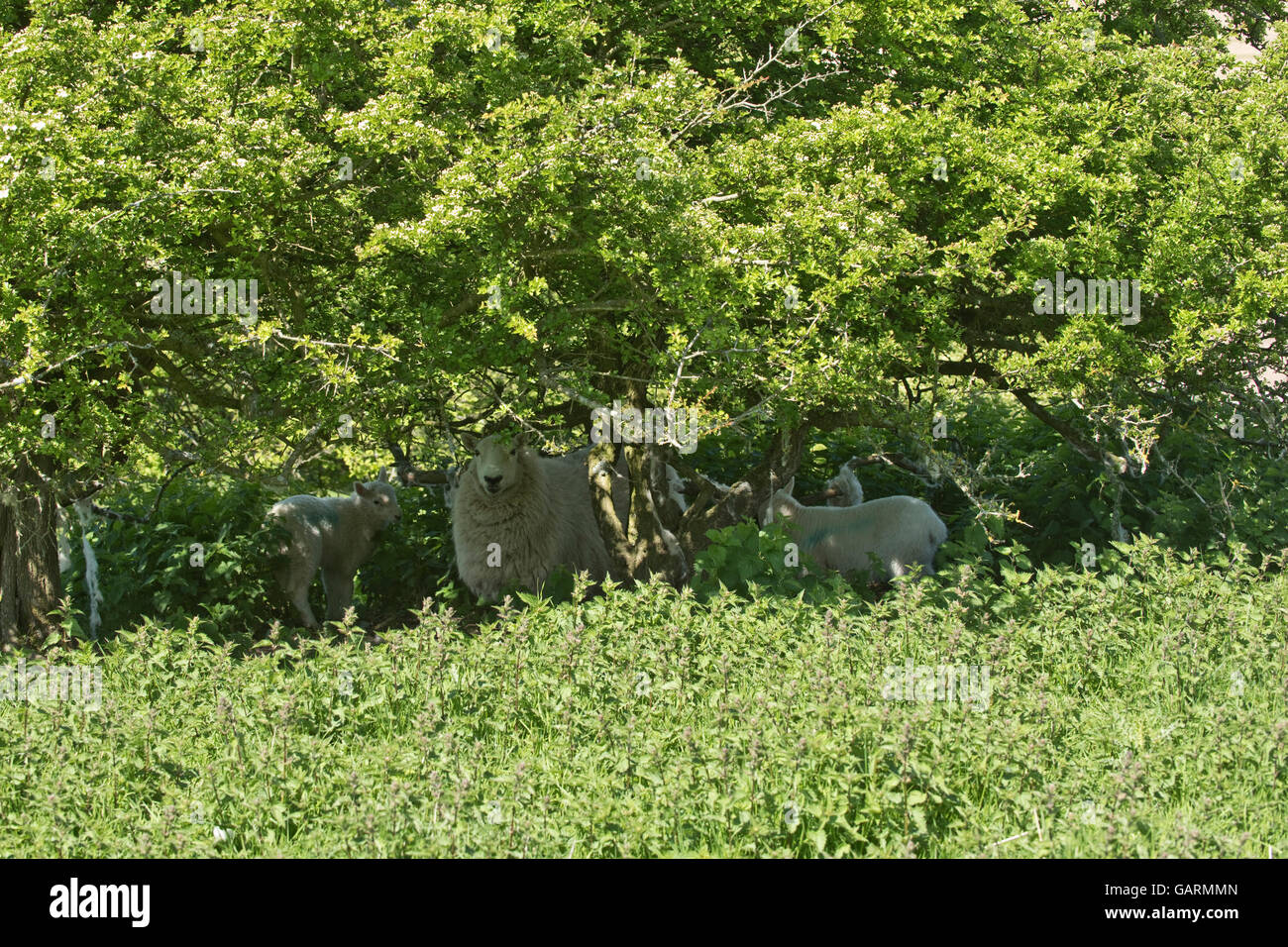 Pecora con giovani agnelli cheviot riparo dal sole sulla molla di downland pascolo, Berkshire, può Foto Stock