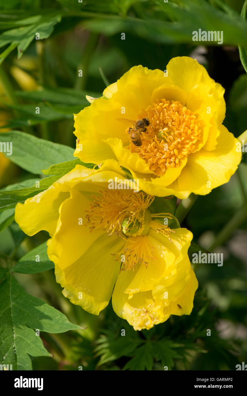 Un albero giallo peonia, Paeonia lutea, fiore con un miele delle api, Berkshire, può Foto Stock