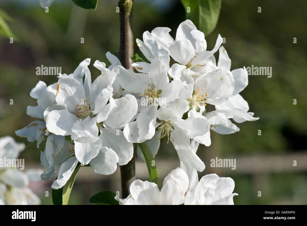 Molla Bianco fiore su una scoperta melo, Berkshire, può Foto Stock