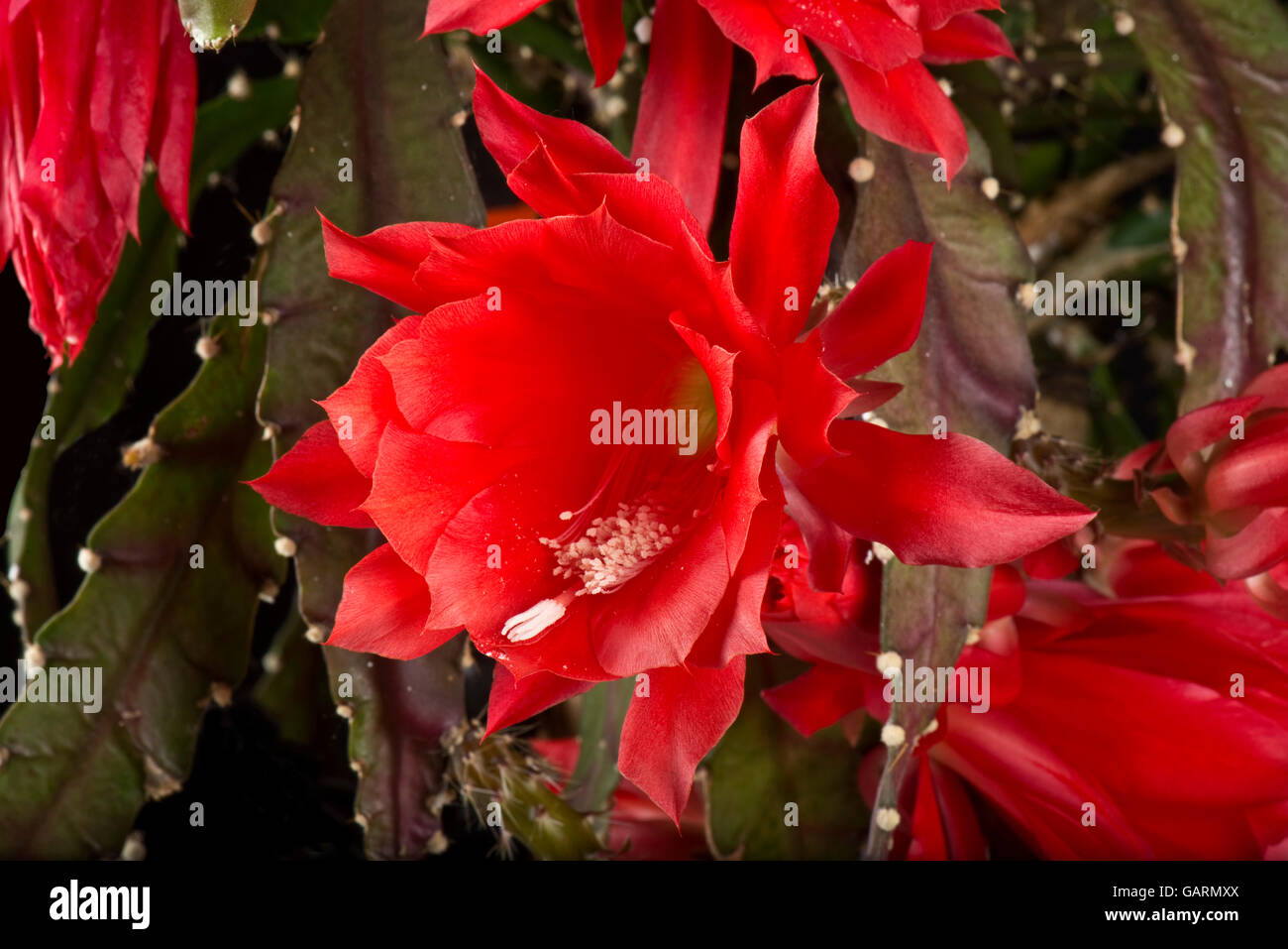 Fiore rosso di un'orchidea o cactus di Pasqua, Disocactus x jenkinsonii, una pianta di casa fiorita, maggio Foto Stock