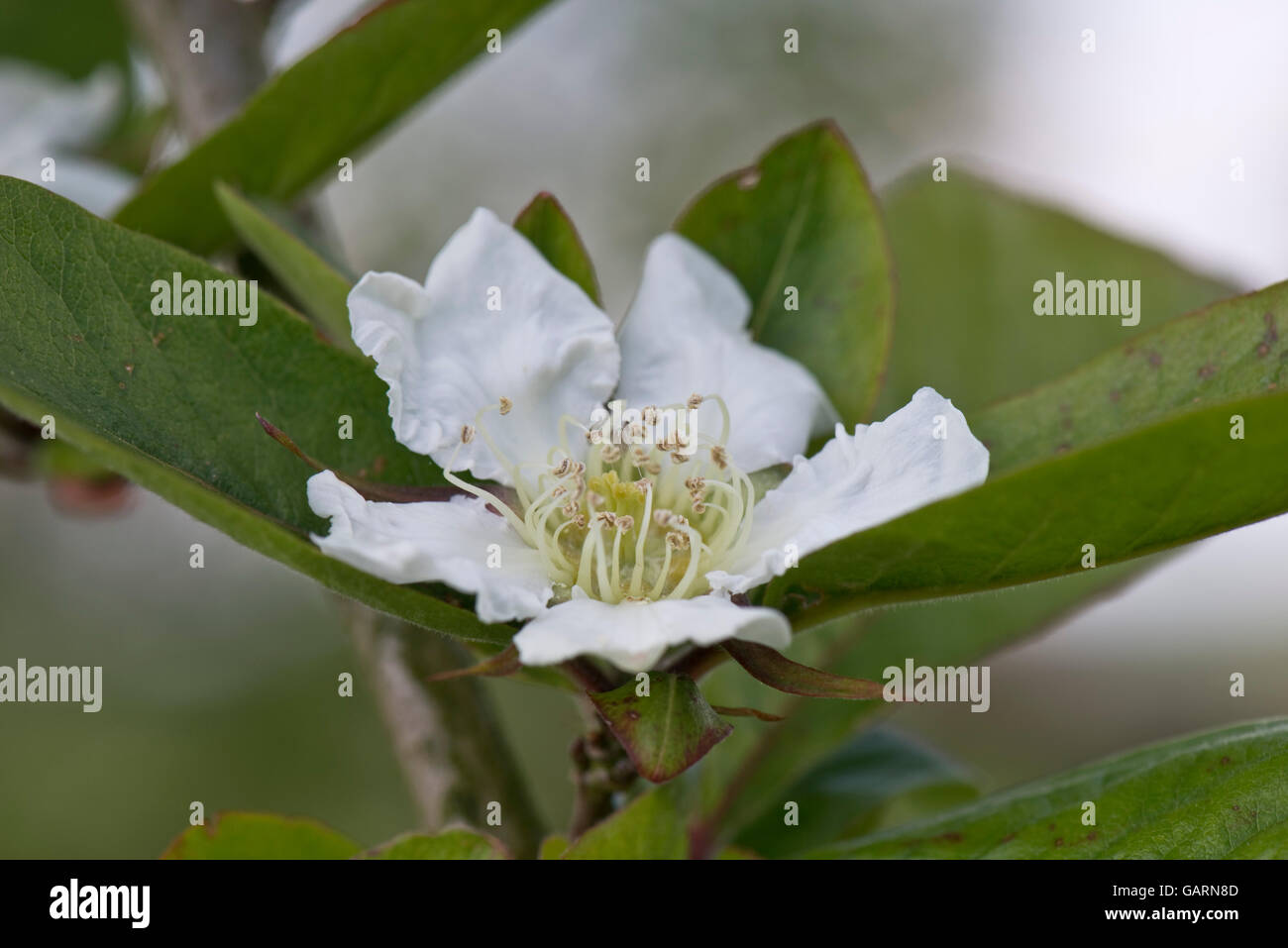 Un fiore di una nespola tree, Mespilus germanica, un antica frutta coltivati in epoca romana Foto Stock