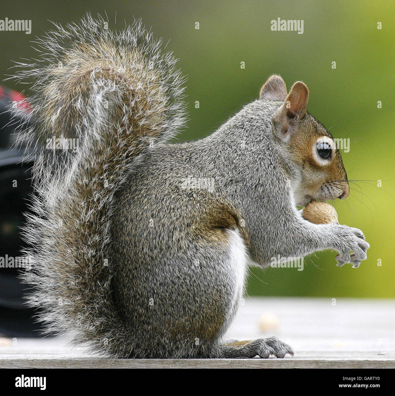 Gli animali lo scoiattolo Foto Stock