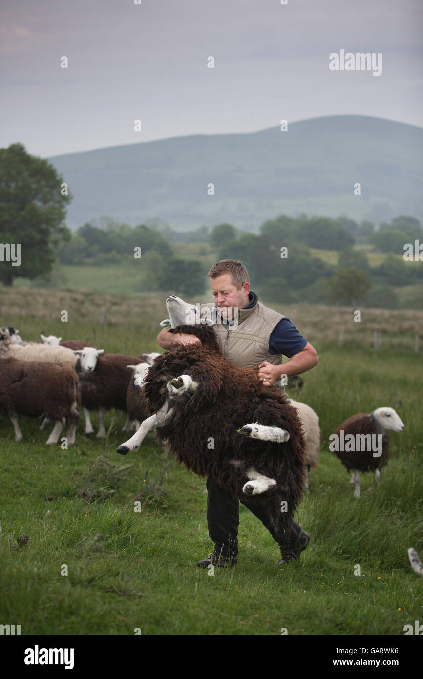 James Rebanks, autore del best seller "Il pastore la vita" dall'azienda agricola di famiglia a Matterdale, Eden Valley, Lake District UK Foto Stock