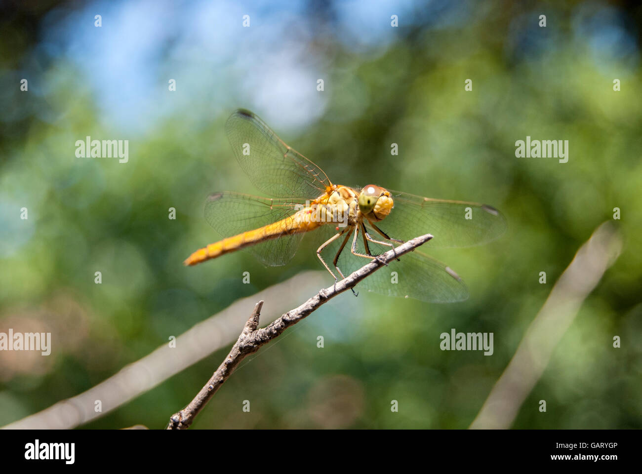 Vista di un bel giallo dragonfly sulla parte superiore dei rami con parassiti sulle ali. Foto Stock