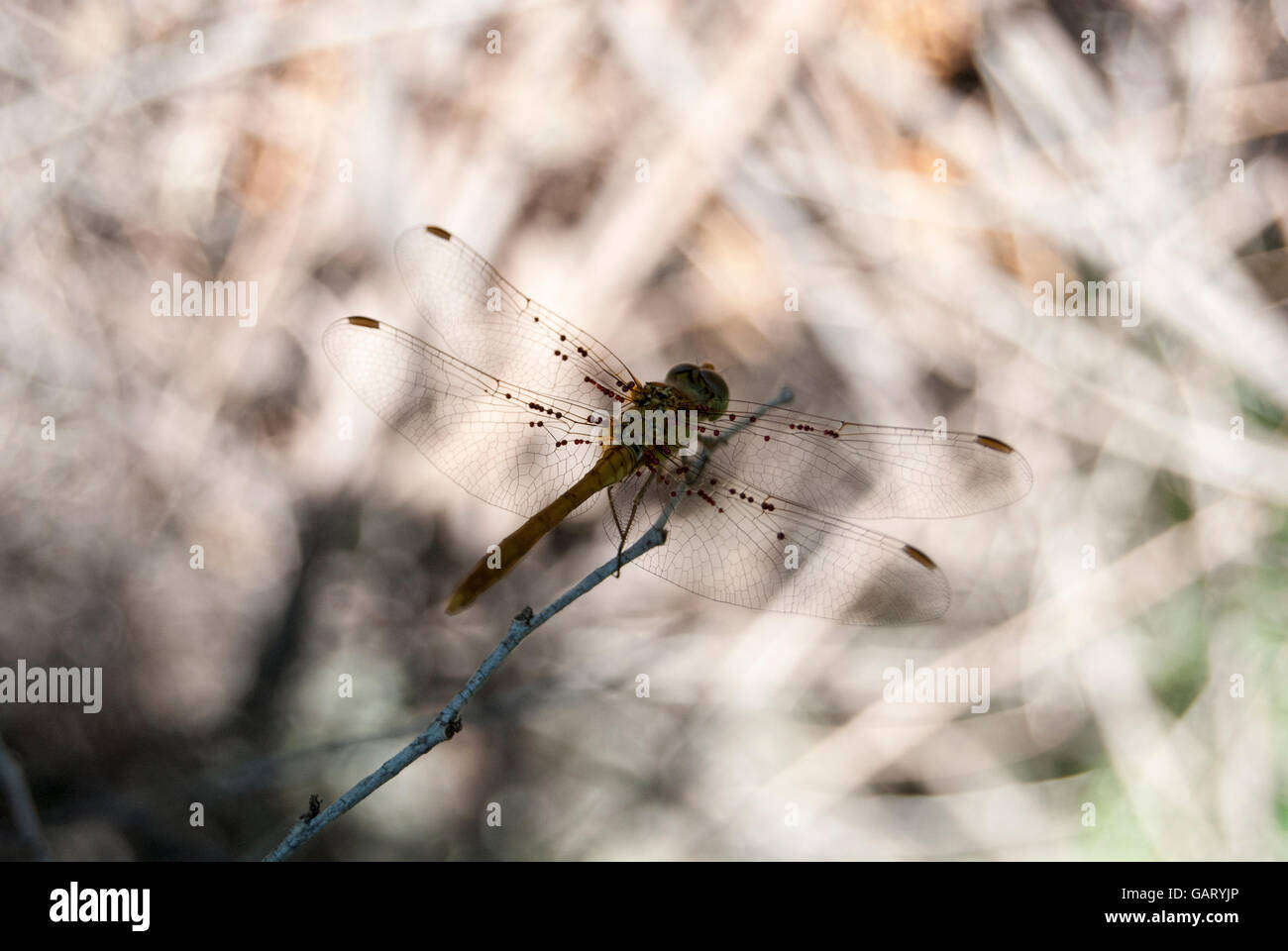 Vista di un bel giallo dragonfly sulla parte superiore dei rami con parassiti sulle ali. Foto Stock