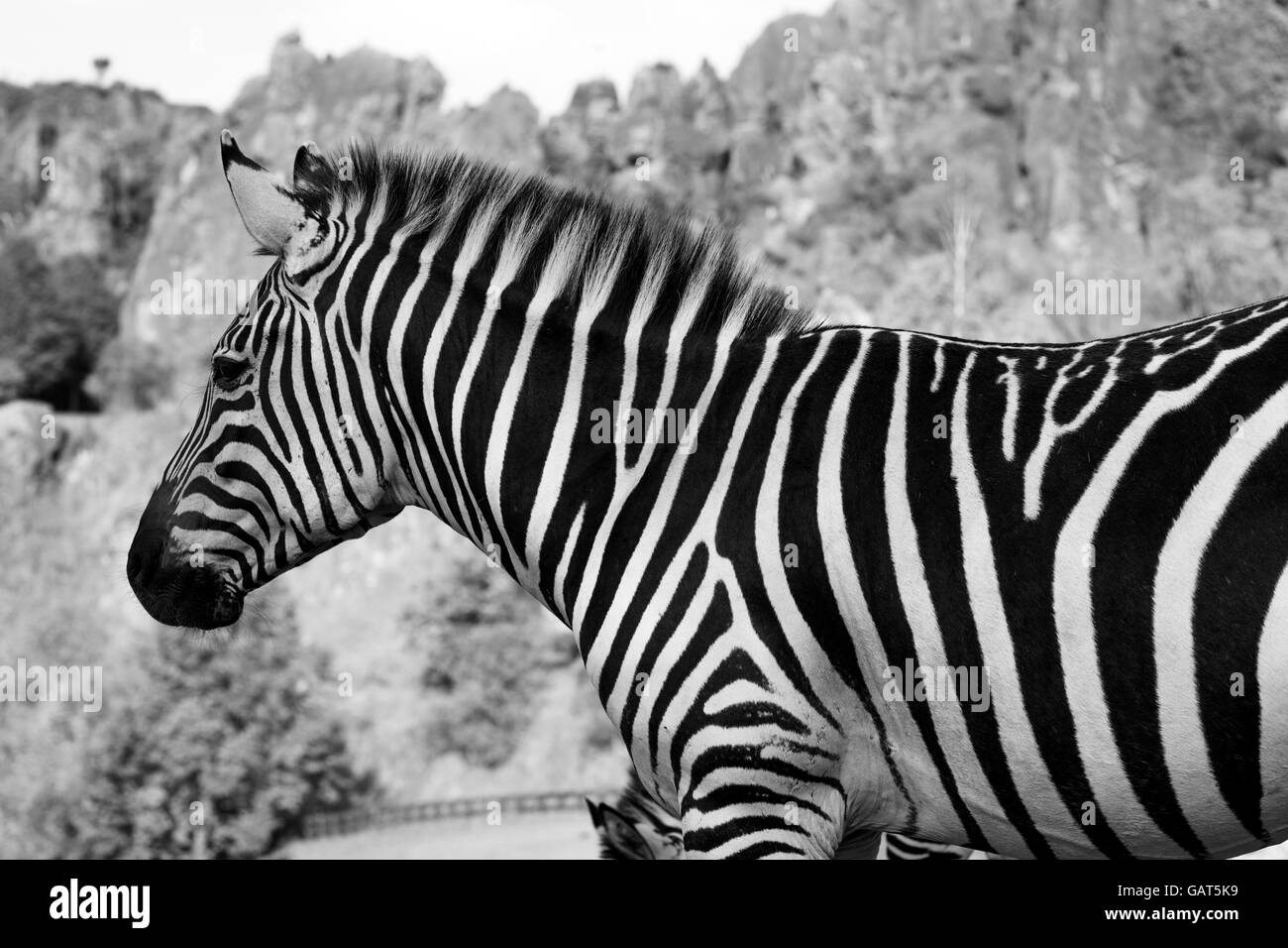 Una zebra sta da solo in un paesaggio di safari Foto Stock