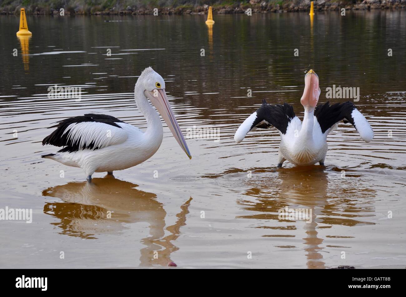 Pellicani sulla pesca nel fiume di Moore con cono boe nelle zone costiere Guilderton, Western Australia. Foto Stock