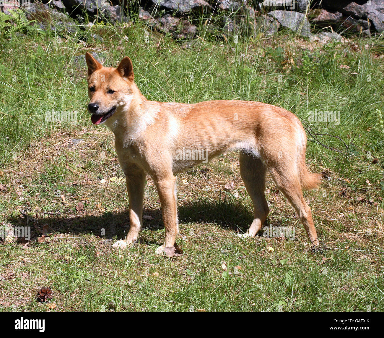 Il coreano jindo cane Foto Stock