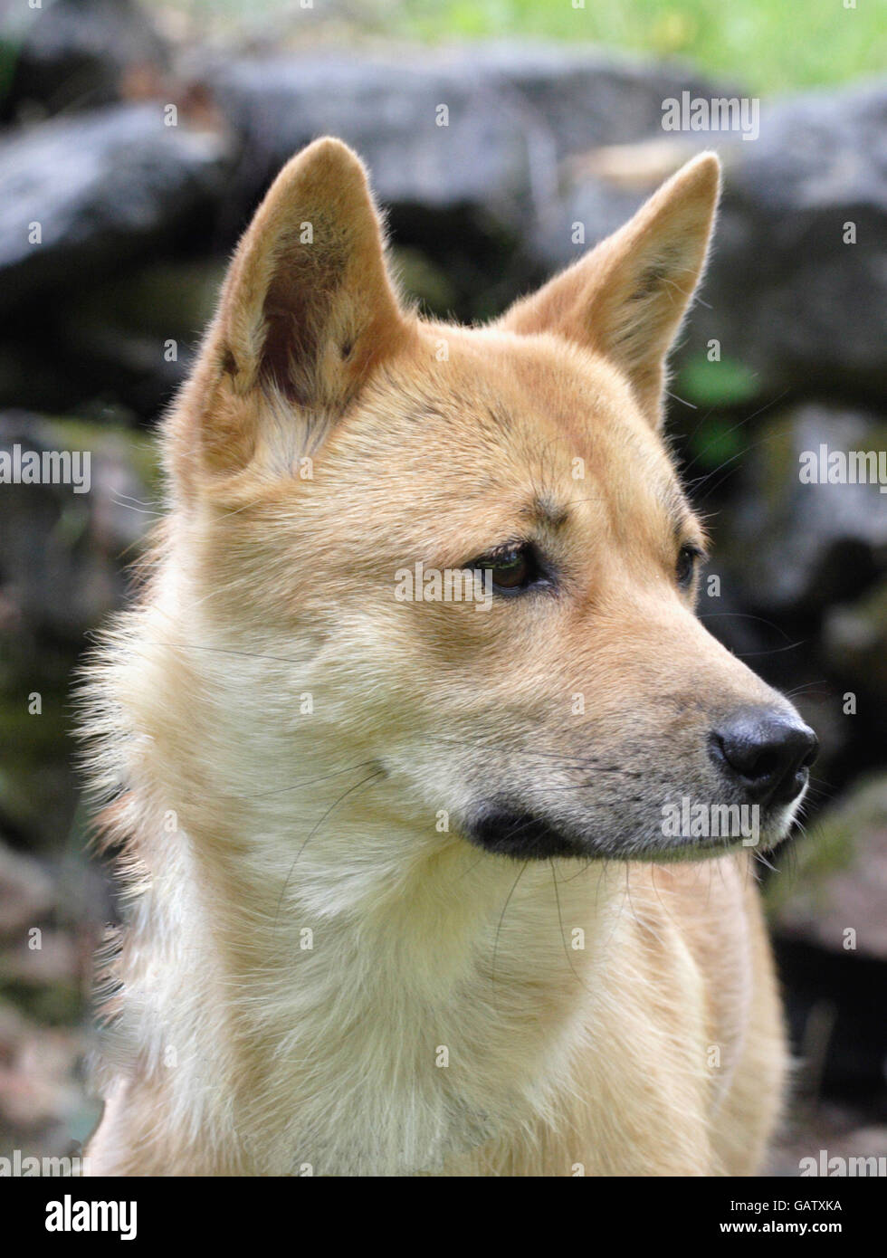 Il coreano jindo cane Foto Stock