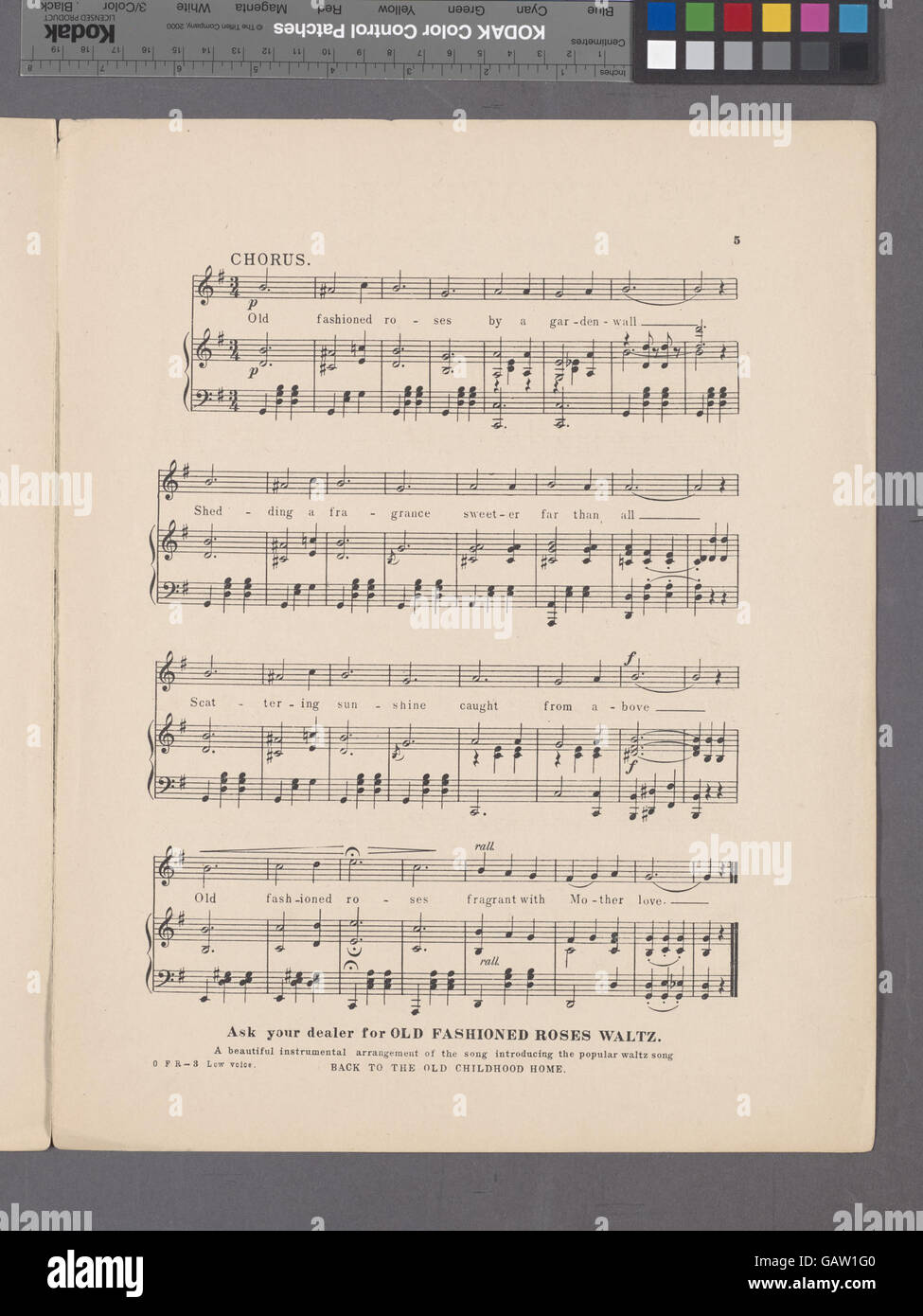 Questa immagine presenta una splendida esposizione di rose in vecchio stile, che mettono in mostra la loro eleganza senza tempo e i dettagli floreali intricati. La fotografia evidenzia la bellezza naturale e la delicata struttura dei fiori. Foto Stock