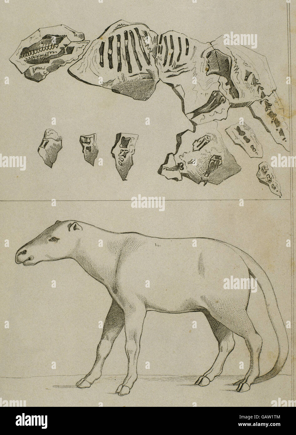 La preistoria. Late Eocene-Oligocene prima. Anoplotherium. Genere di ungulati. Incisione di Corbie in "Panorama universale", 1841. Foto Stock