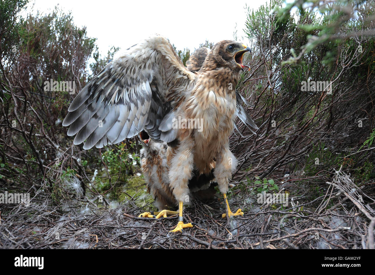 Pulcini di Hen Harrier tagged. Un raro pulcino Hen Harrier di un mese che è stato dotato di un ricevitore satellitare remoto. Foto Stock