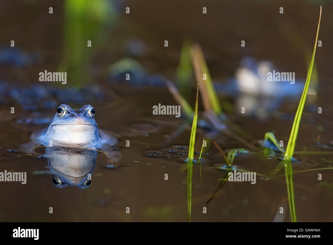 Moor frog sul lago nel selvaggio Foto Stock