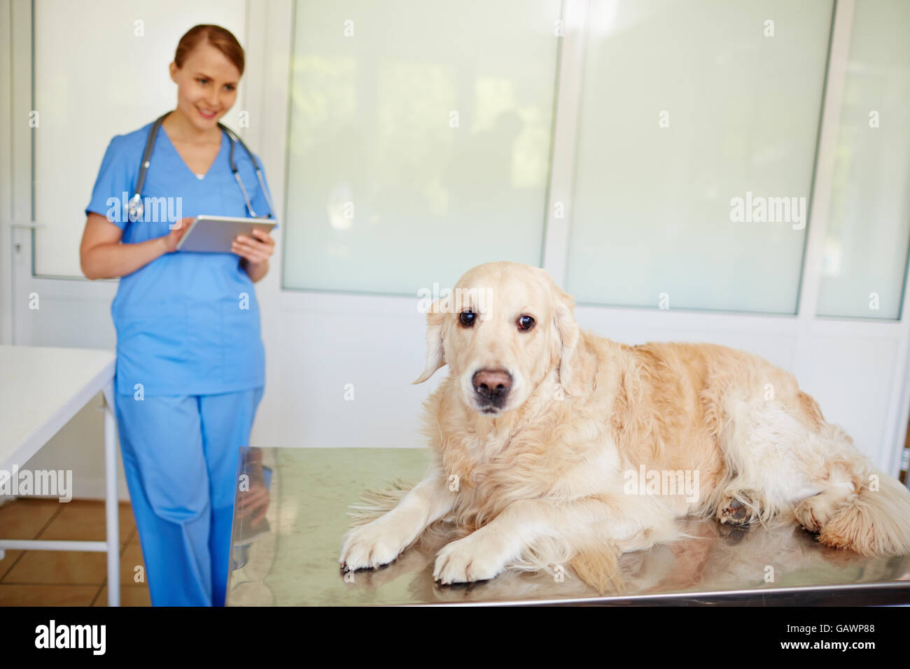 Cane in clinica veterinaria Foto Stock