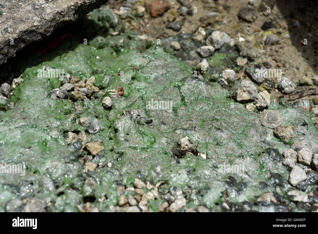 Lake Worth, FL, Stati Uniti d'America. 1 Luglio, 2016. Proliferazione di alghe in Lake Worth tra XVIII Ave North e Wellesley Drive venerdì 1 luglio. Un pericoloso alghe blu-verdi bloom ha colpito il lago Okeechobee e Martin County, e molti temono che danneggerebbe le aree di Palm Beach County(Maria Lorenzino/Sun Sentinel).South Florida; nessun MAGS; NESSUNA VENDITA; NO INTERNET; NO TV. © Sun-Sentinel/ZUMA filo/Alamy Live News Foto Stock