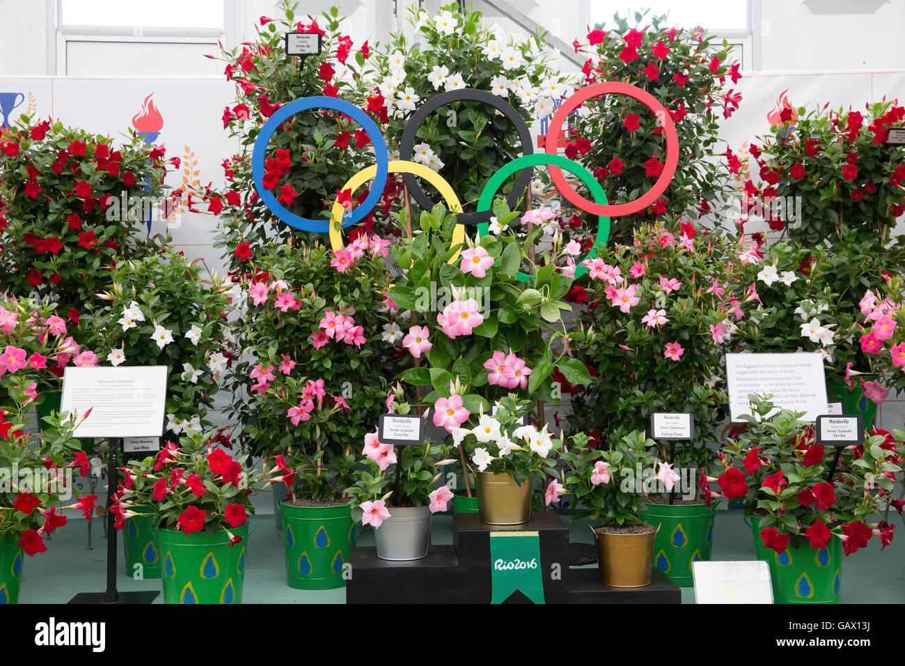 Hampton Court, UK. 6 Luglio, 2016. Display floreali ad RHS Hampton Court Palace Flower Show Credito: Keith Larby/Alamy Live News Foto Stock