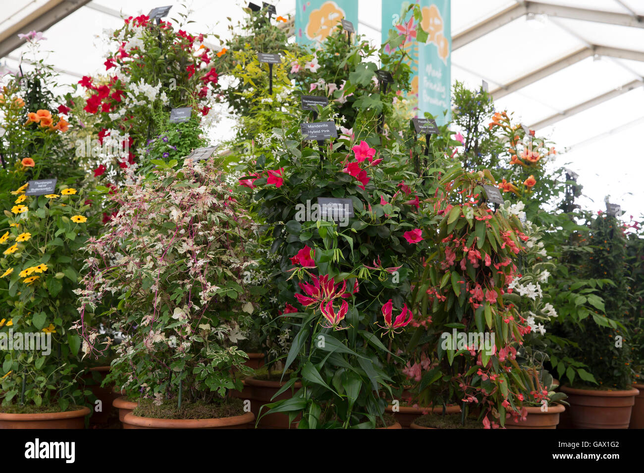 Hampton Court, UK. 6 Luglio, 2016. Display floreali ad RHS Hampton Court Palace Flower Show Credito: Keith Larby/Alamy Live News Foto Stock