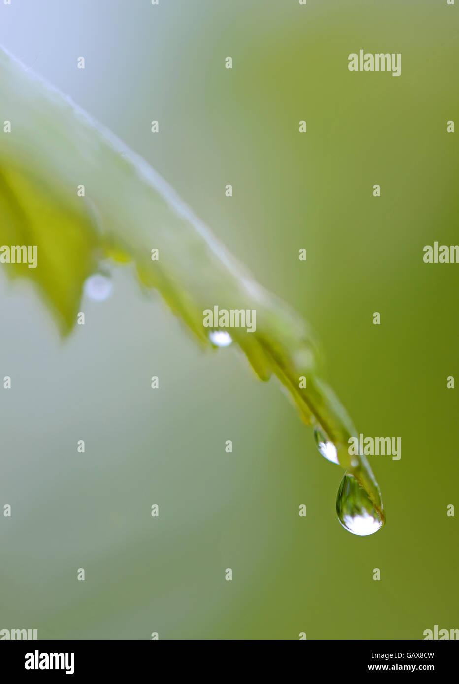 Foglia verde con gocce d'acqua Foto Stock