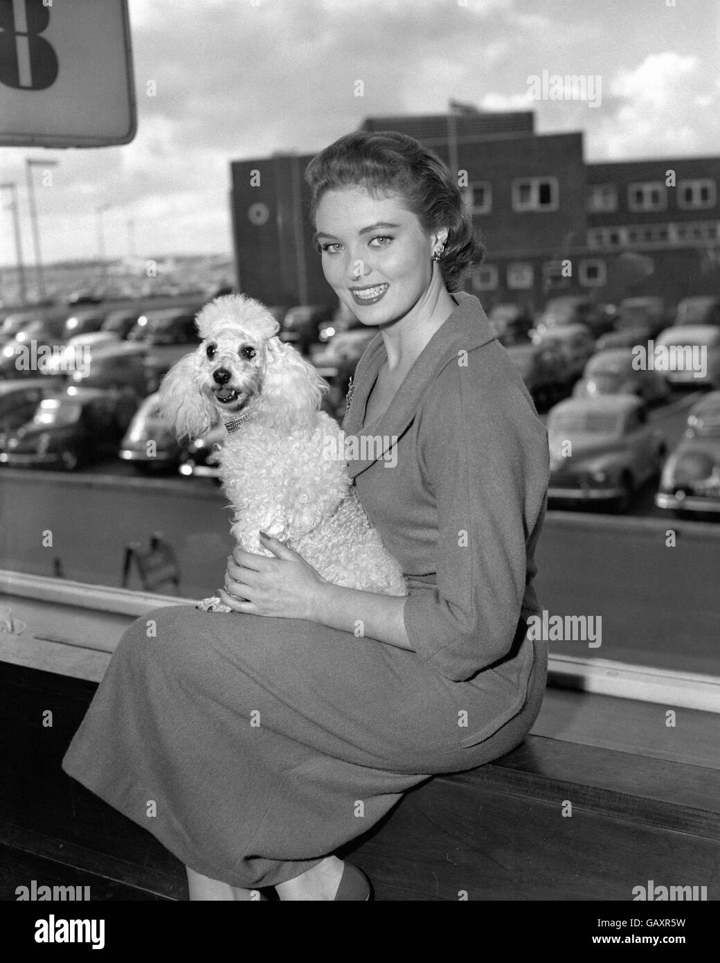 La sig.ra Gran Bretagna, Leila Williams, è stata incontrata dal suo poodle Mimi quando è arrivata all'aeroporto di Londra, stava ritornando da Helsinki dove ha modellato il tessile britannico alla fiera commerciale d'oltremare. Foto Stock