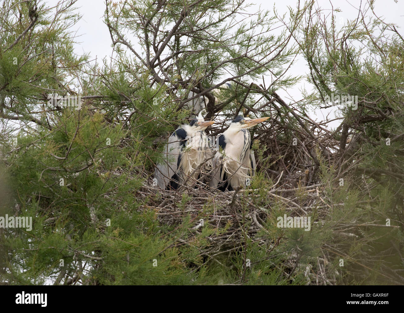 Cicogna europea pulcini Ciconia ciconia nel nido Camargue Francia Foto Stock