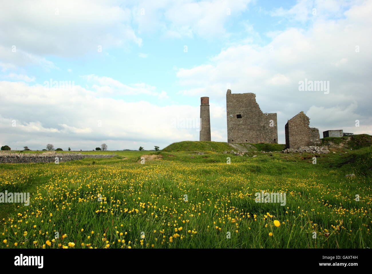 Renoncules nei prati da resti di gazza miniera nei pressi di Sheldon, Parco Nazionale di Peak District, DERBYSHIRE REGNO UNITO - tarda primavera Foto Stock