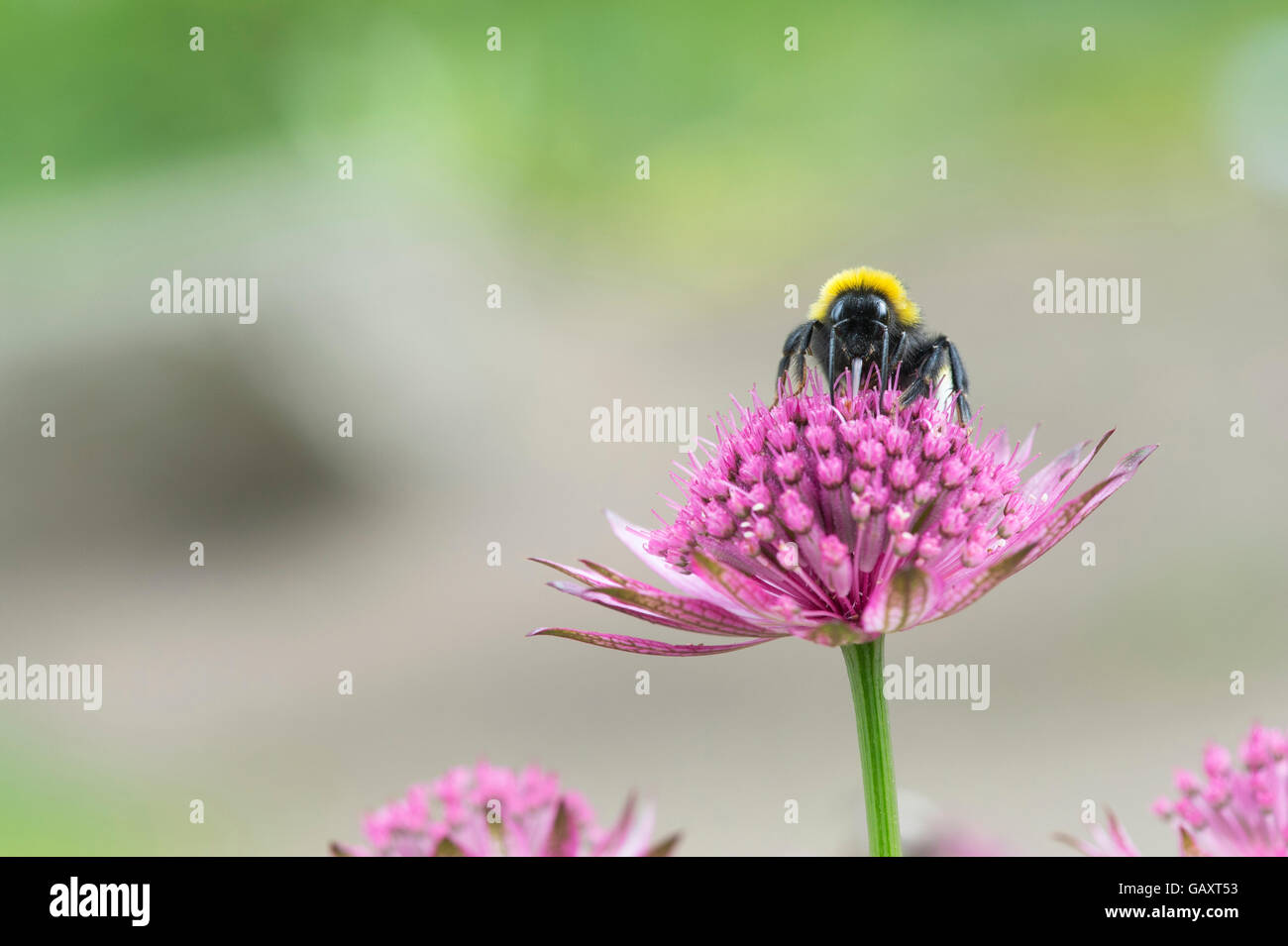 Bombus Lucorum. Bumble Bee su un astrantia fiore in un giardino inglese Foto Stock