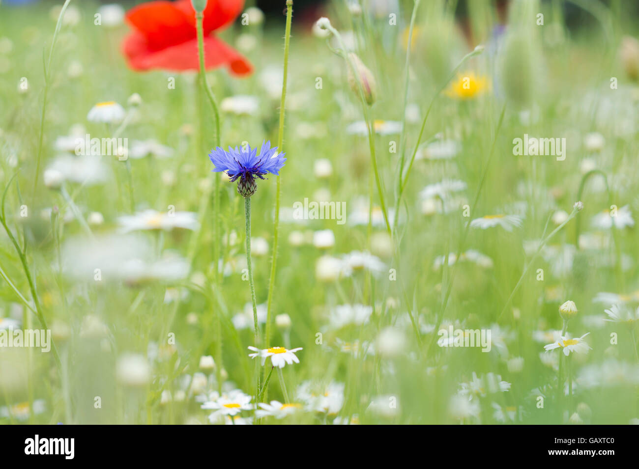 Centaurea cyanus. Fiordaliso tra oxeye pedane. in un campo di fiori selvaggi Foto Stock