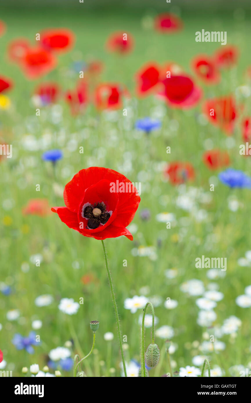 Papaveri rossi e cornflowers tra oxeye pedane. in un campo di fiori selvaggi Foto Stock