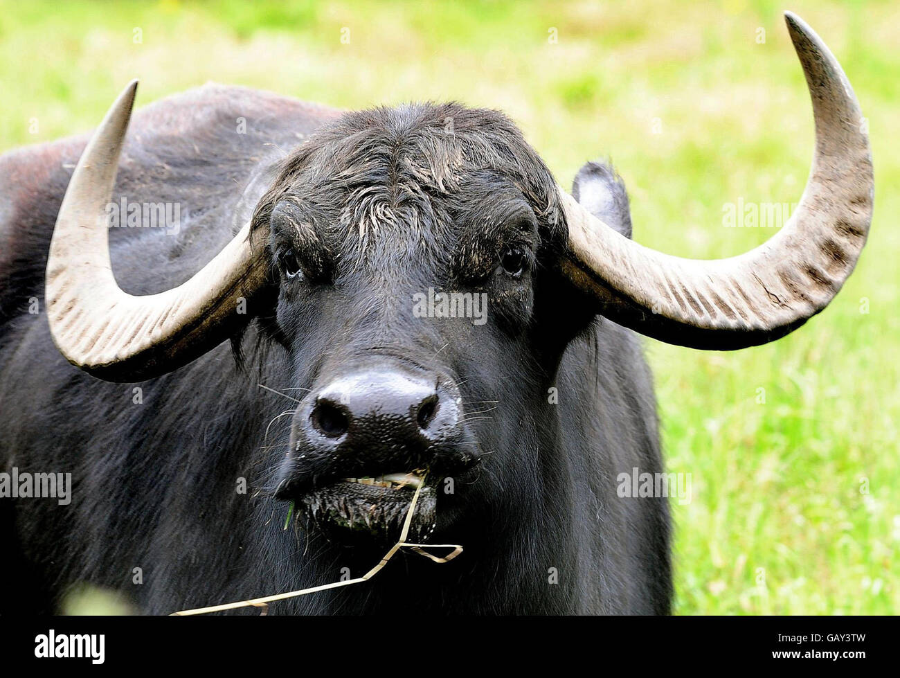 Buffalo bersagliato dai tuoni. Indian Water Buffalo, Oink, in una fattoria a Darley Abbey, Derby. Foto Stock