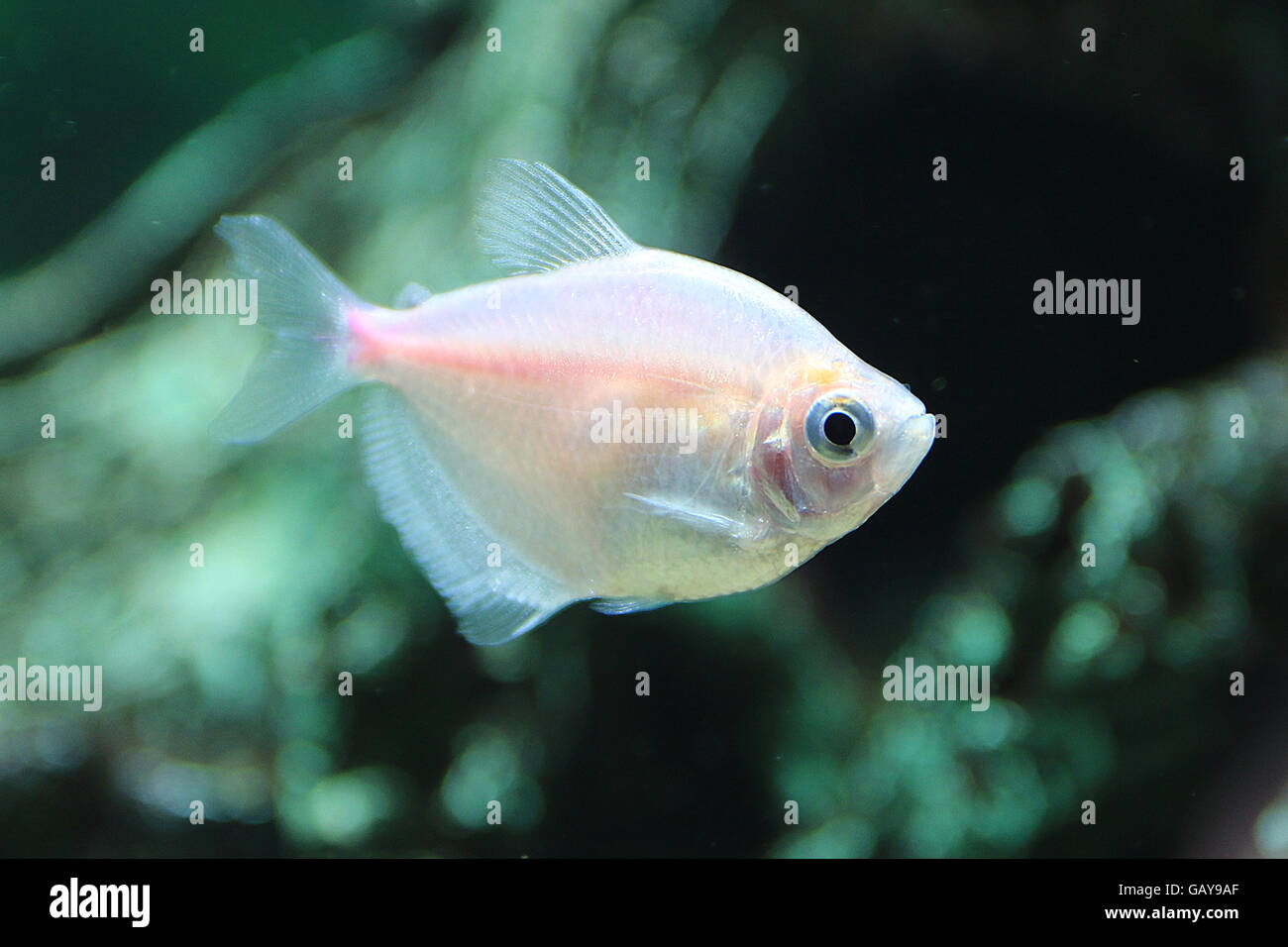 Mantello colorato Tetra, colorato di bianco mantello Tetra, colorata Tetra Famiglia: Characidae Gymnocorymbus ternetzi Foto Stock