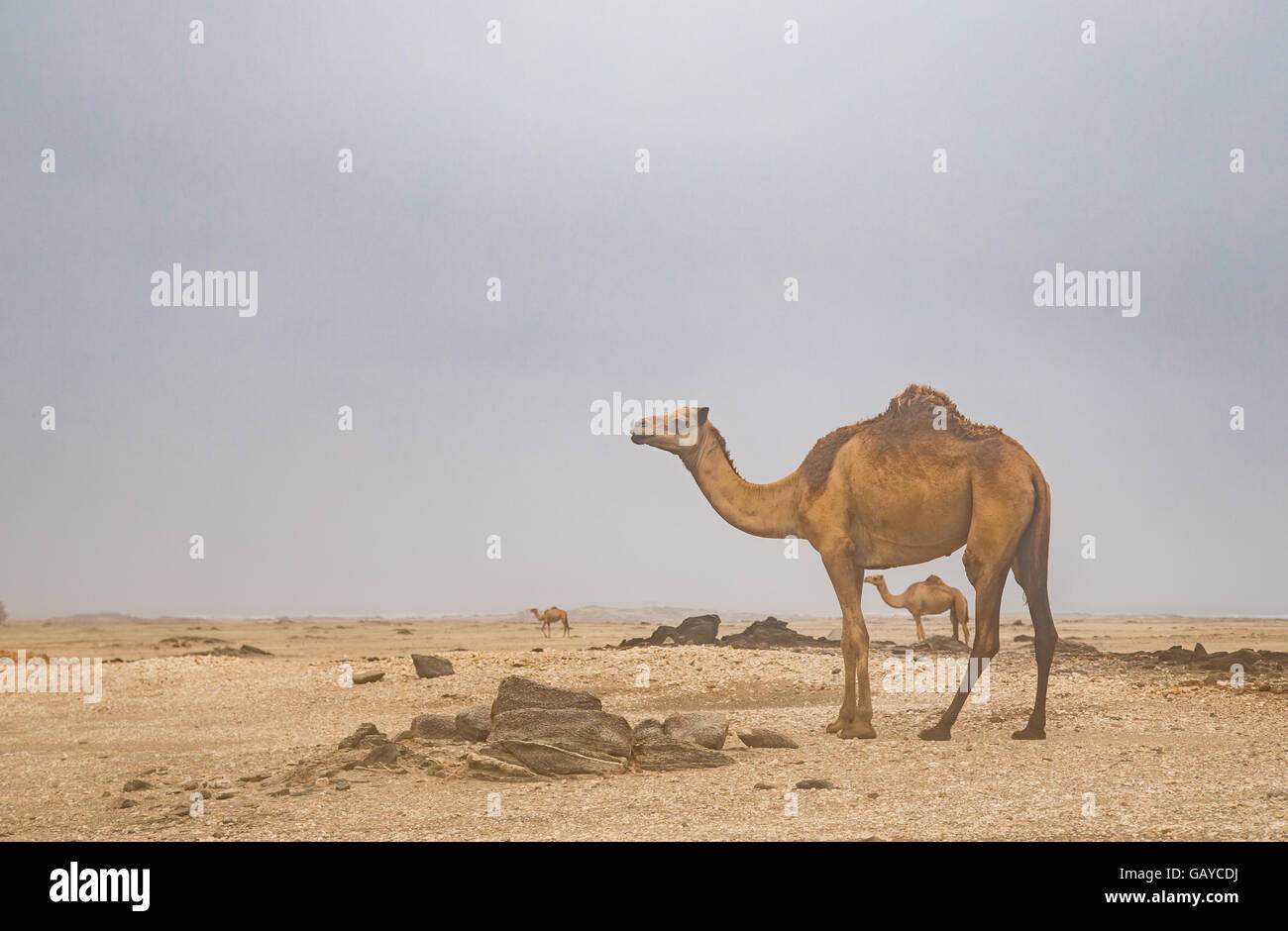 Cammelli in un deserto in Salalah, Oman Foto Stock