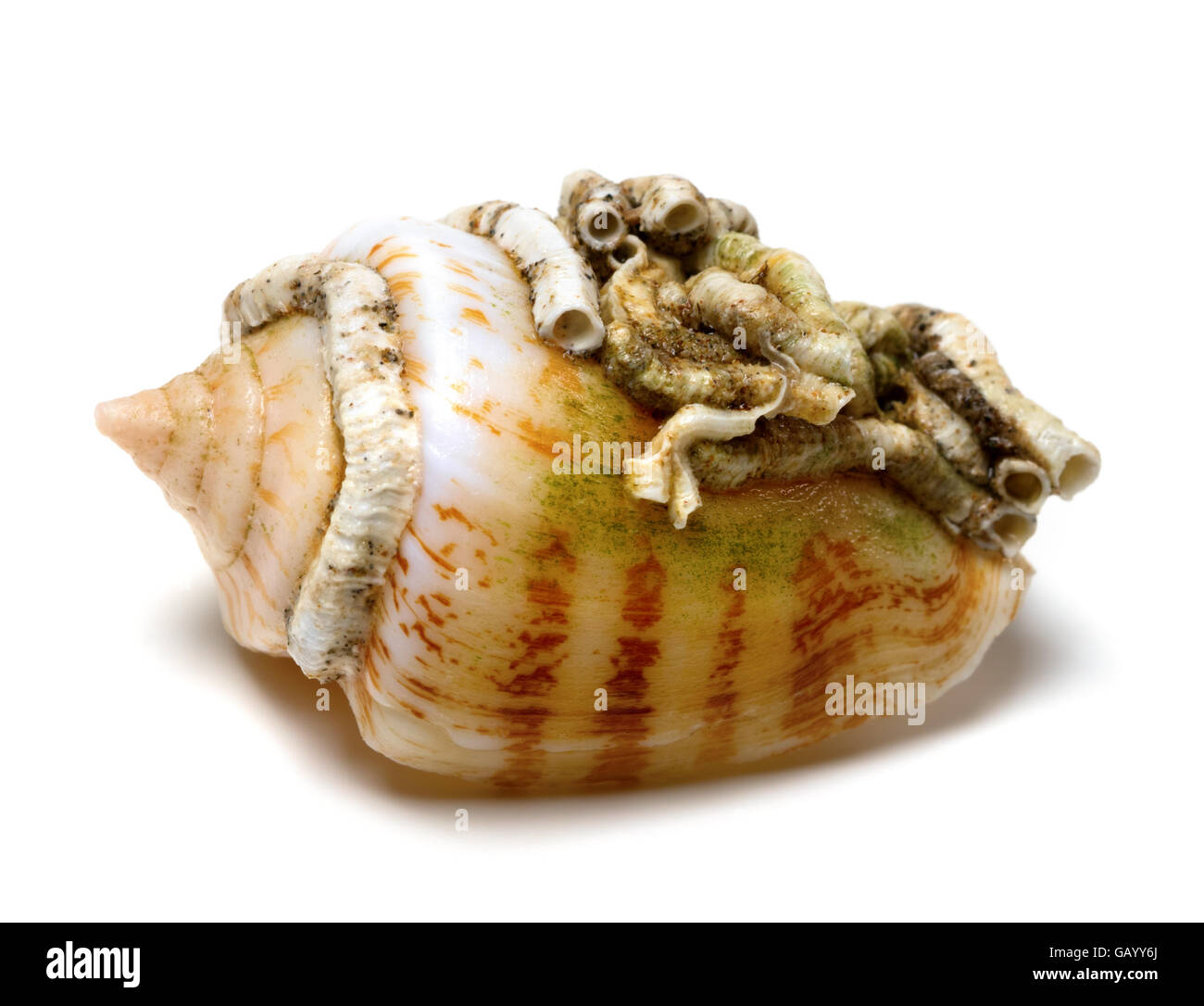 Guscio di lumaca a cono. Isolato su sfondo bianco. Foto Stock
