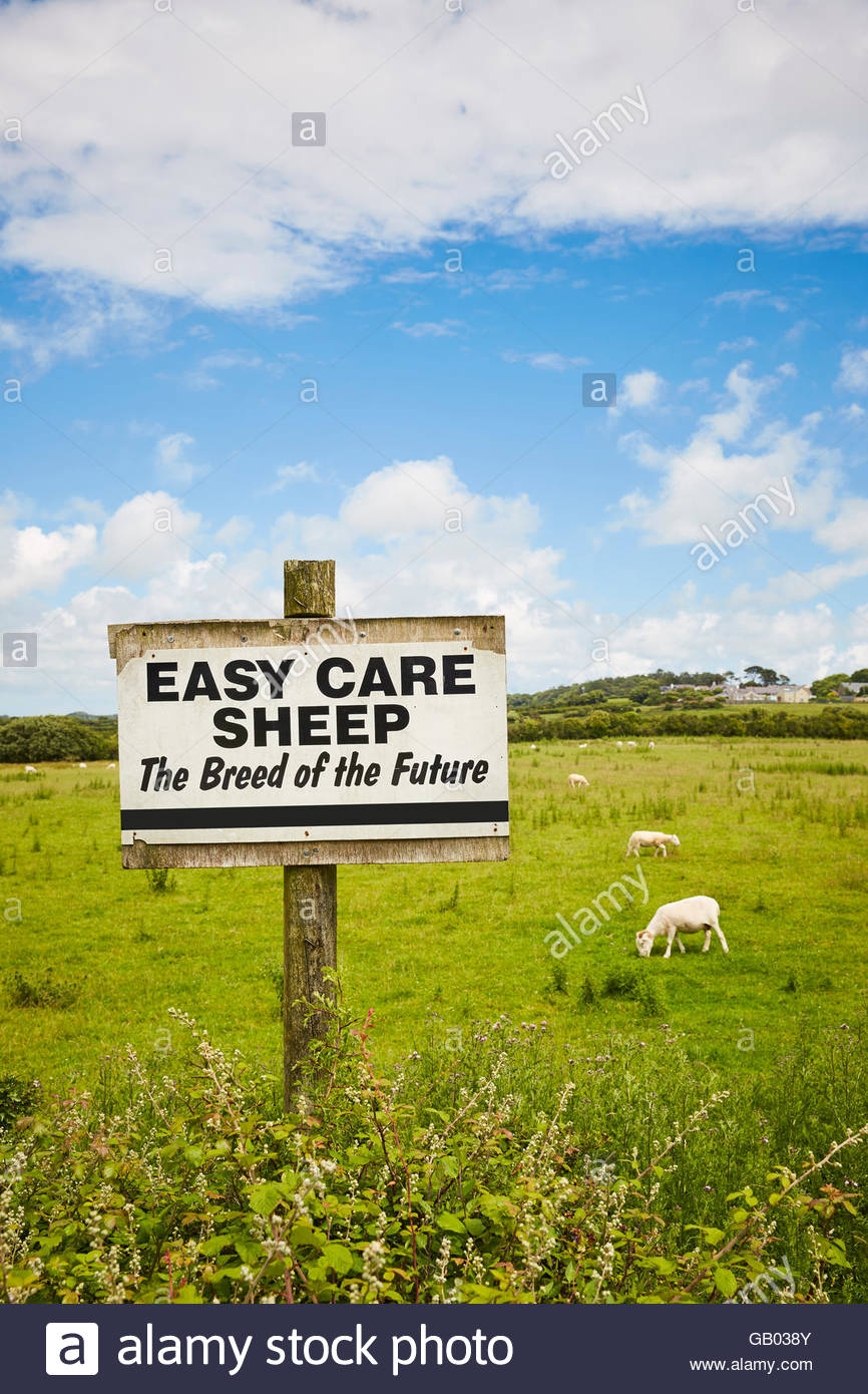 Allevamento ovino firmare in un campo 'Easy Care pecore" Foto Stock