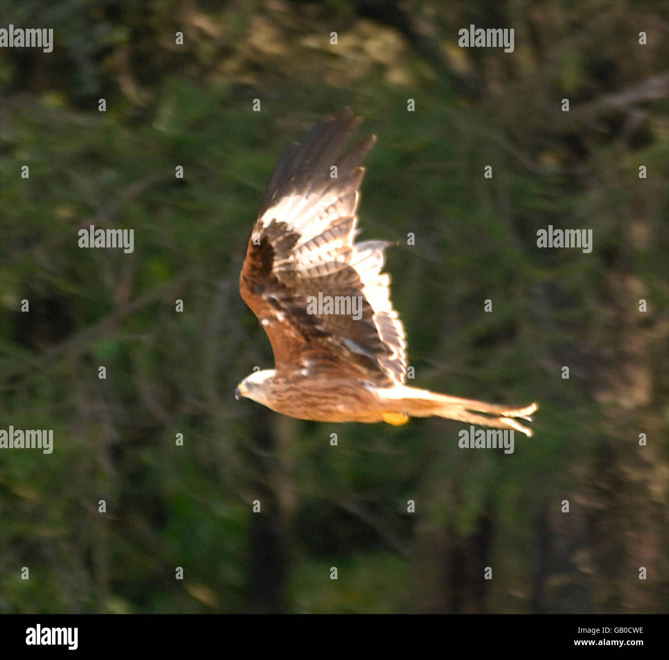 Un aquilone rosso prende il cielo mentre l'Irlanda del Nord RSPB ha rilasciato quattro aquiloni rossi nella zona di Mourne nell'Irlanda del Nord. Foto Stock