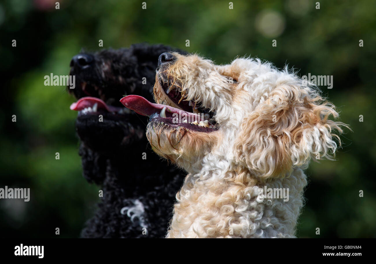 Close up dei capi di una coppia di labradoodles, uno nero e uno albicocca entrambi con le loro alette appendere fuori Foto Stock