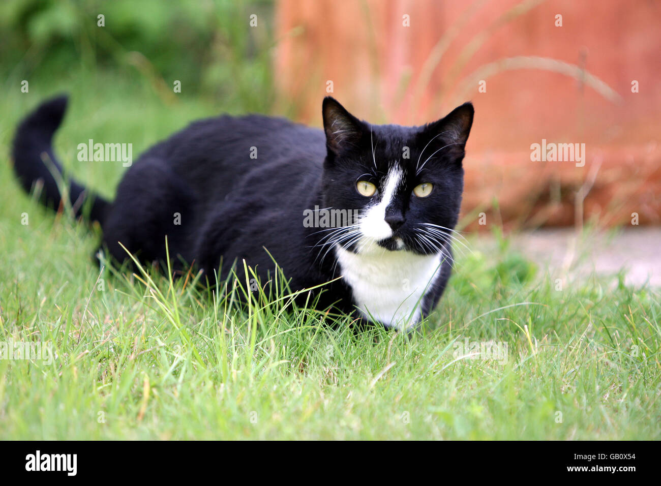 Foto generica di un gatto che gode di un giardino a Kingston upon Thames, Surrey. Foto Stock