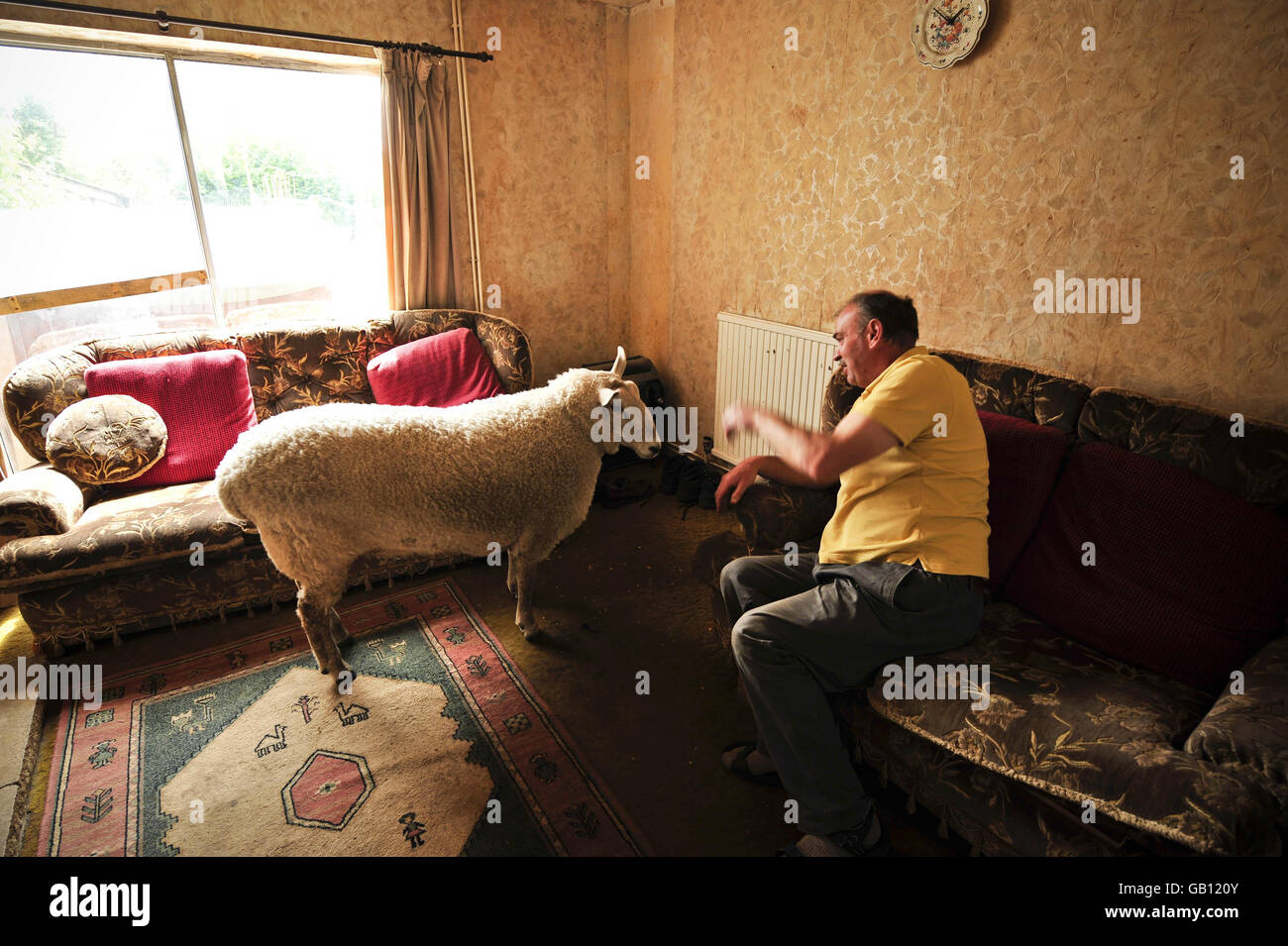 David Palmer con tre anni di pecore Chevrot North Country chiamate Nick Boing, a casa sua a Cardiff, Galles. Foto Stock