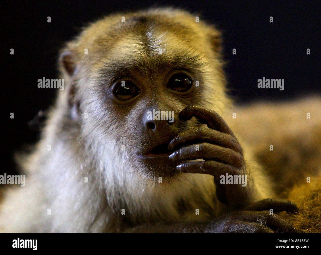 Diego la scimmia allo zoo di Edimburgo. È una scimmia urlatrice nera di tre mesi, allevata a mano. Foto Stock