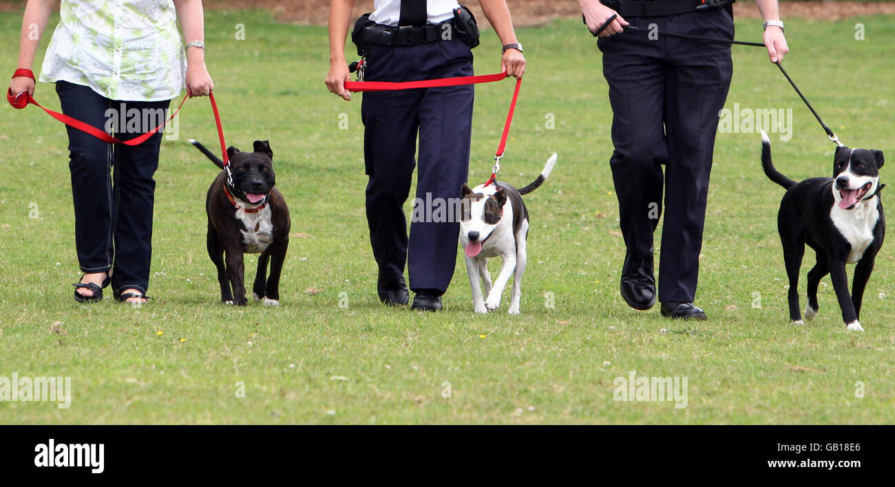 EMARGOED AL 0001 MERCOLEDÌ 30 LUGLIO (da sinistra) cani di salvataggio Dennis, Saffron e Warrier, al RSPCA Southridge Animal Center, Potters Bar. Tutti e tre i cani sono stati abusati dai loro proprietari precedenti e recuperati da gravi lesioni al Centro animale di Southridge. Foto Stock