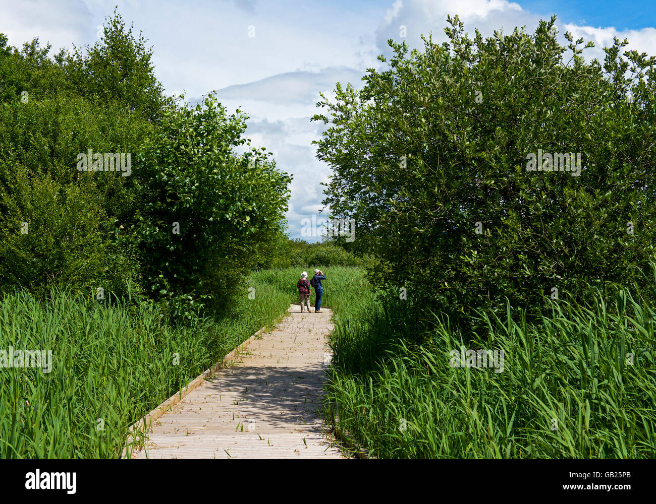 Gli amanti del birdwatching a Leighton Moss, un RSPB riserva naturale vicino a Carnforth, Lancashire, Inghilterra, Regno Unito Foto Stock