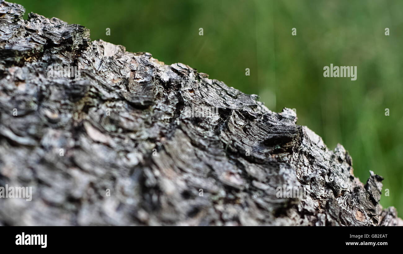Tronco di abete rosso su pascoli Foto Stock