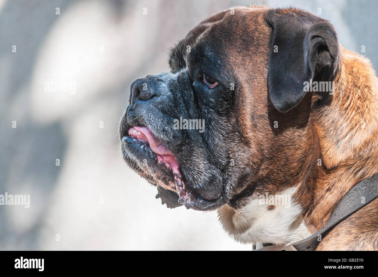Ritratto di Nizza boxer tedesco cane fuori Foto Stock
