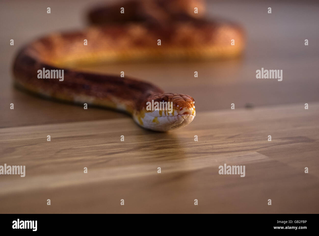 Un pet corn snake strisciando attraverso il soggiorno Foto Stock