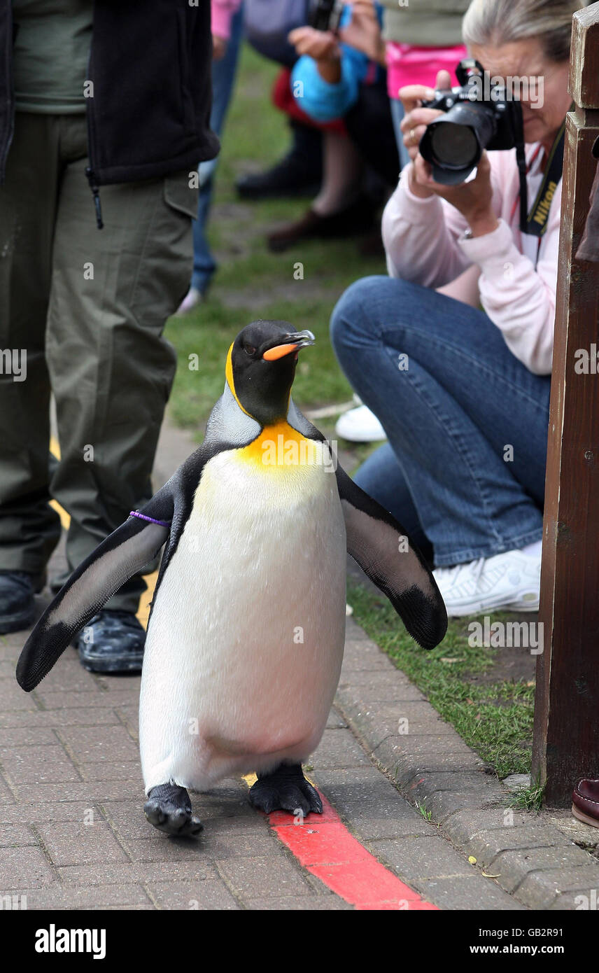 Il pinguino dello zoo di Edimburgo e il colonnello-in-Capo della Guardia del re norvegese, Nils Olav, sono fotografati mentre ispeziona il suo reggimento, che oggi ha visitato per dargli una nuova medaglia. Foto Stock