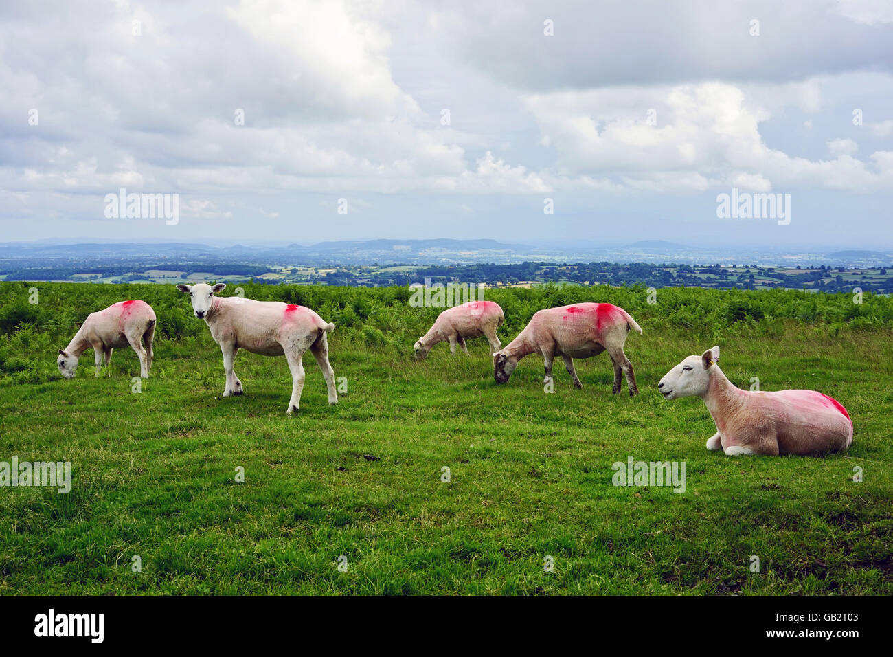 Cinque pecore al pascolo in un campo verde campagna inglese escursioni a piedi Foto Stock