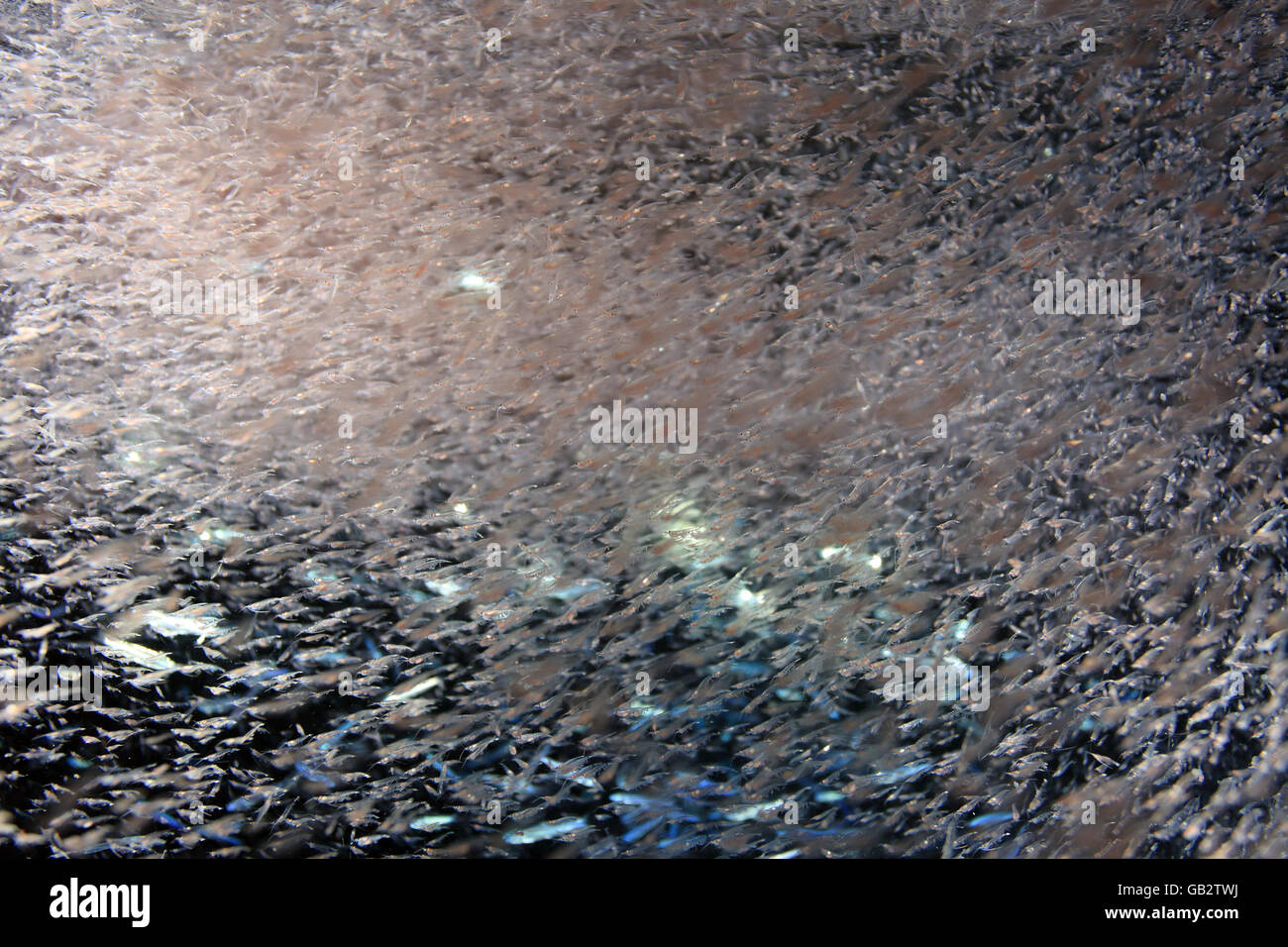 Lo zooplancton nell'oceano Foto Stock