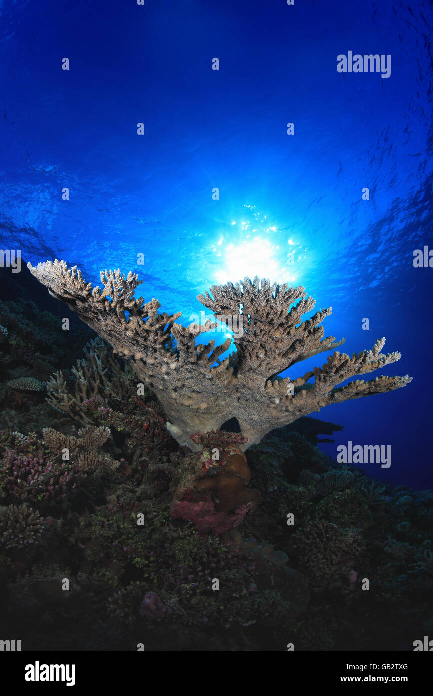 Tropical Coral reef in Oceano Indiano Foto Stock