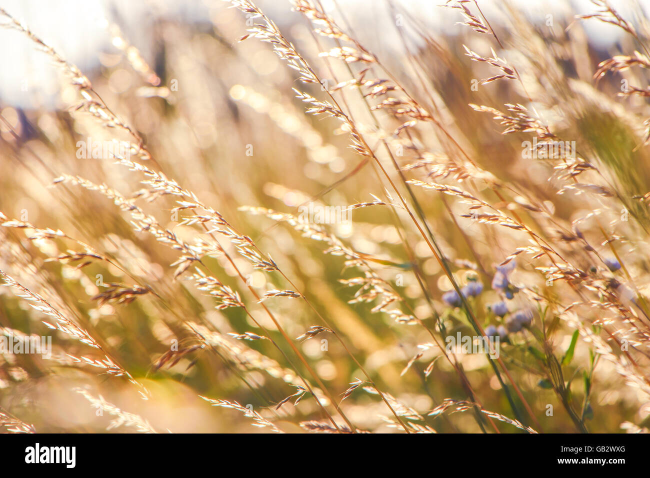 Golden chicco di frumento selvatico su sunrise close up Foto Stock