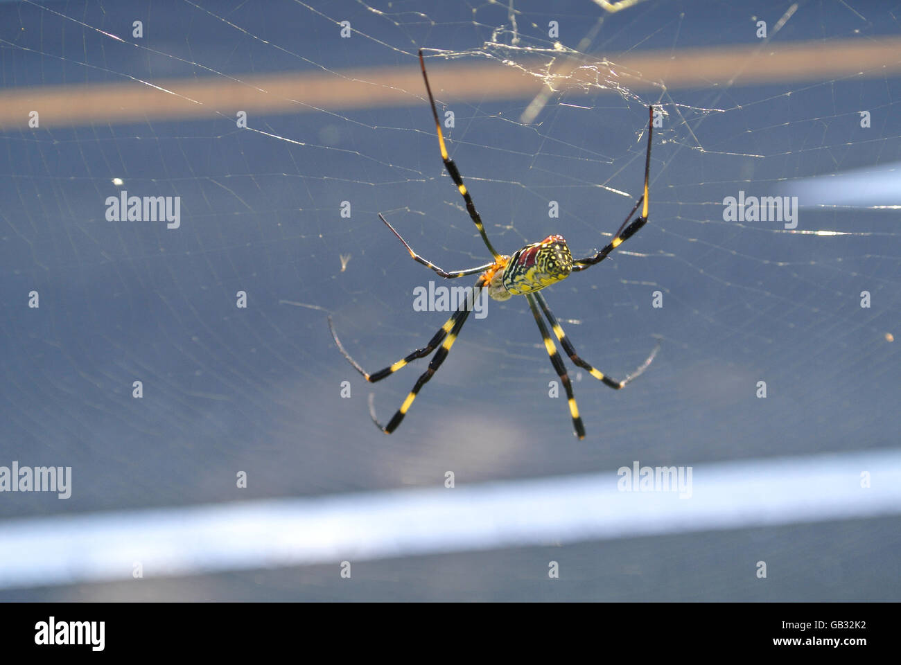 Giapponese di giallo e nero spider, Nephila clavata Foto Stock