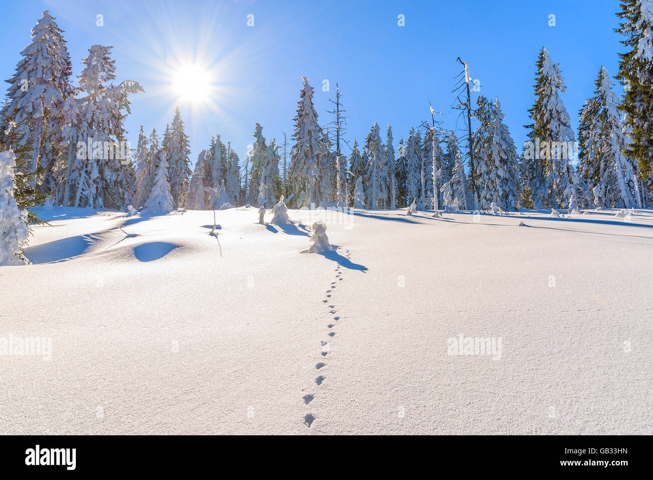 Orme nella neve e inverno alberi sulla soleggiata giornata invernale, Gorce montagne, Polonia Foto Stock